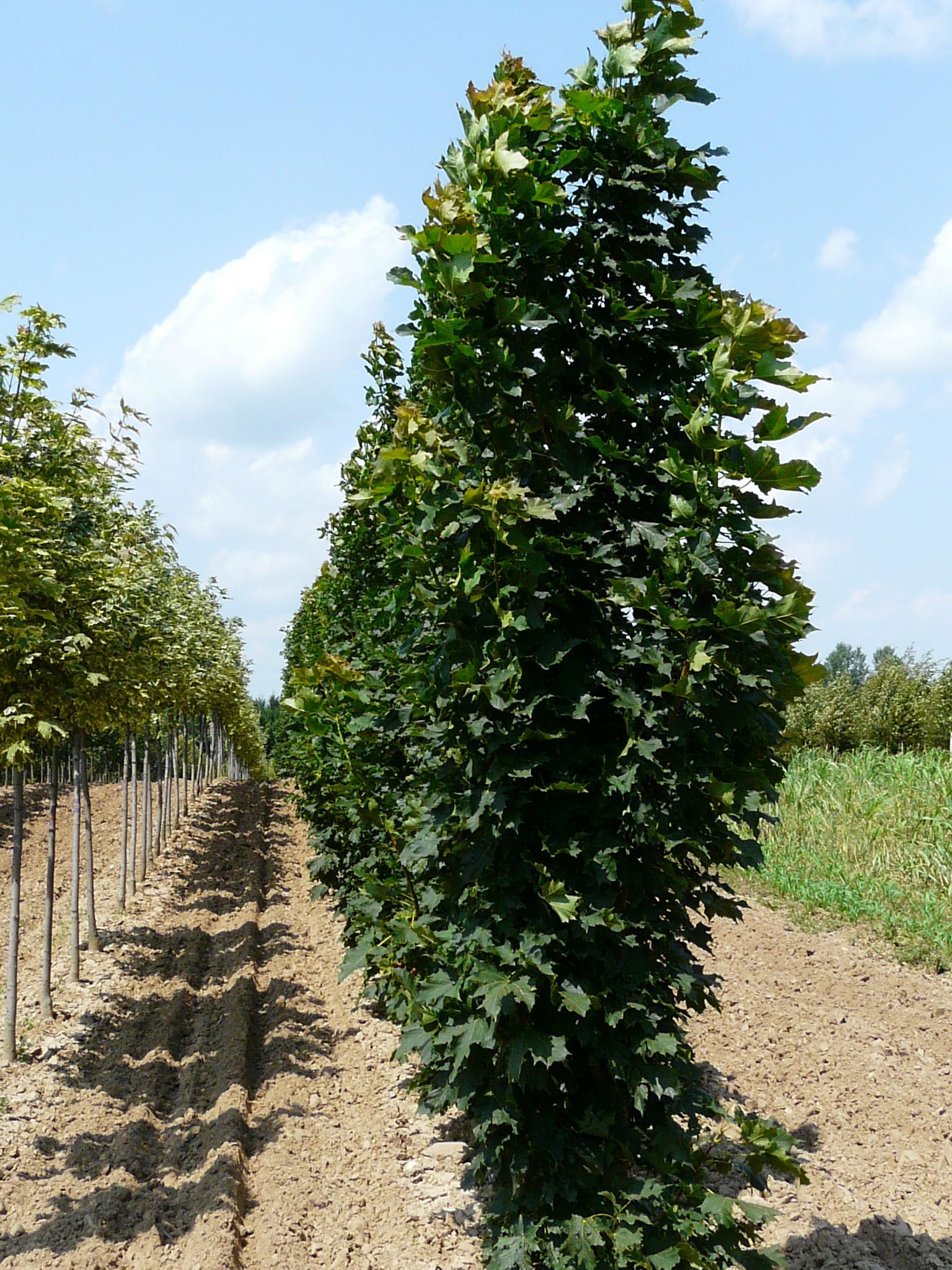 Armstrong Maple