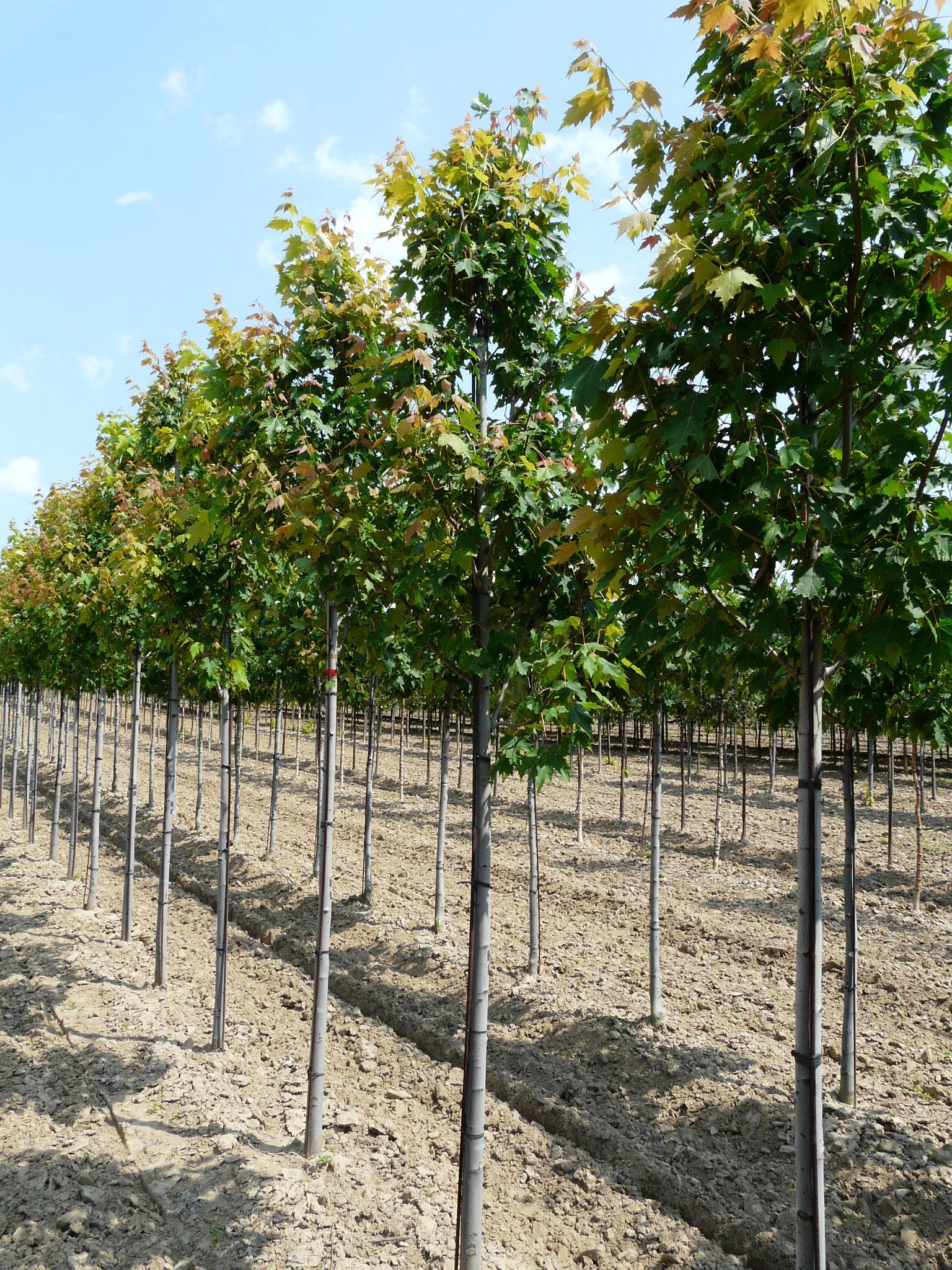 Armstrong Maple