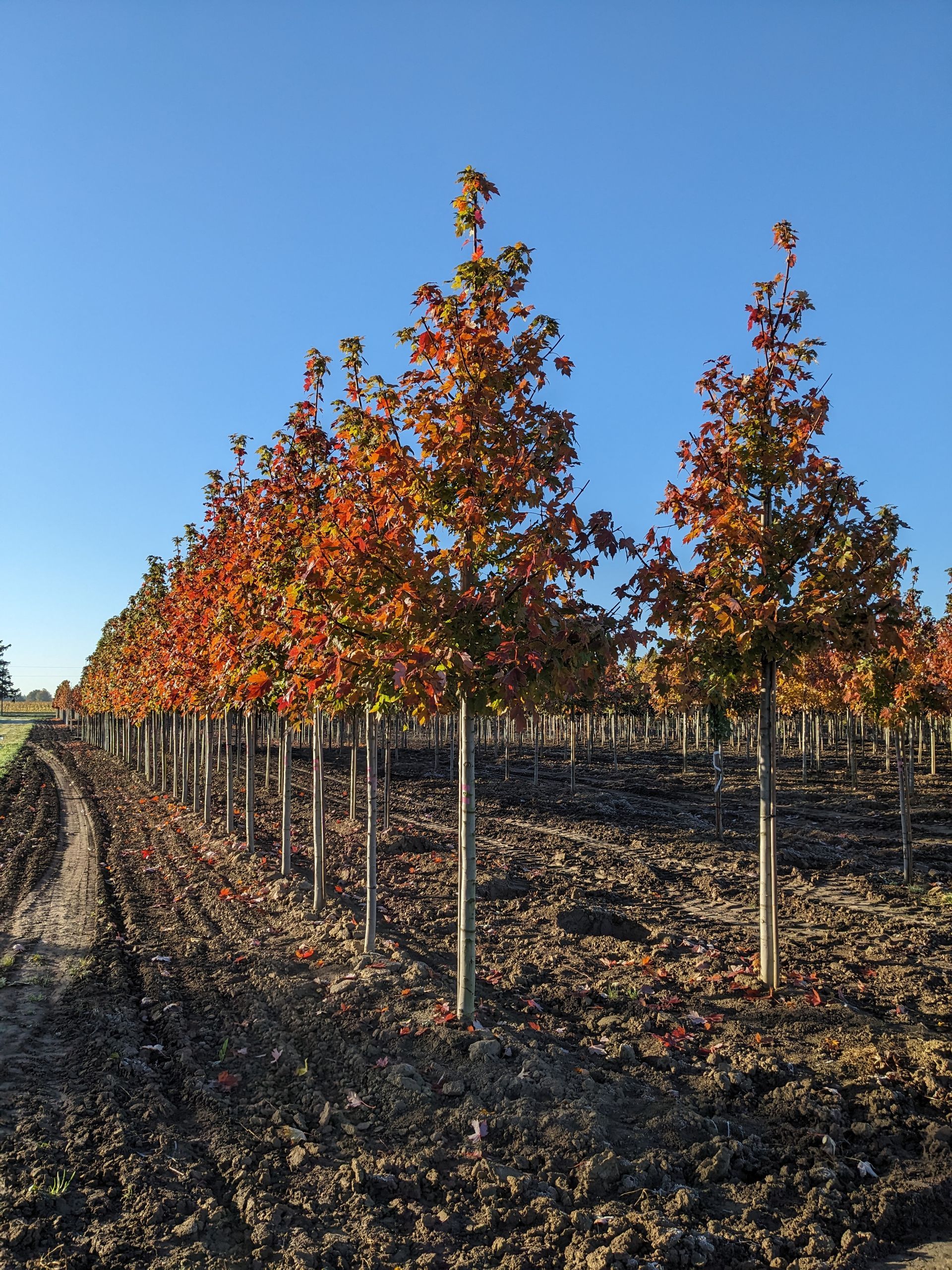 Autumn Blaze® Maple