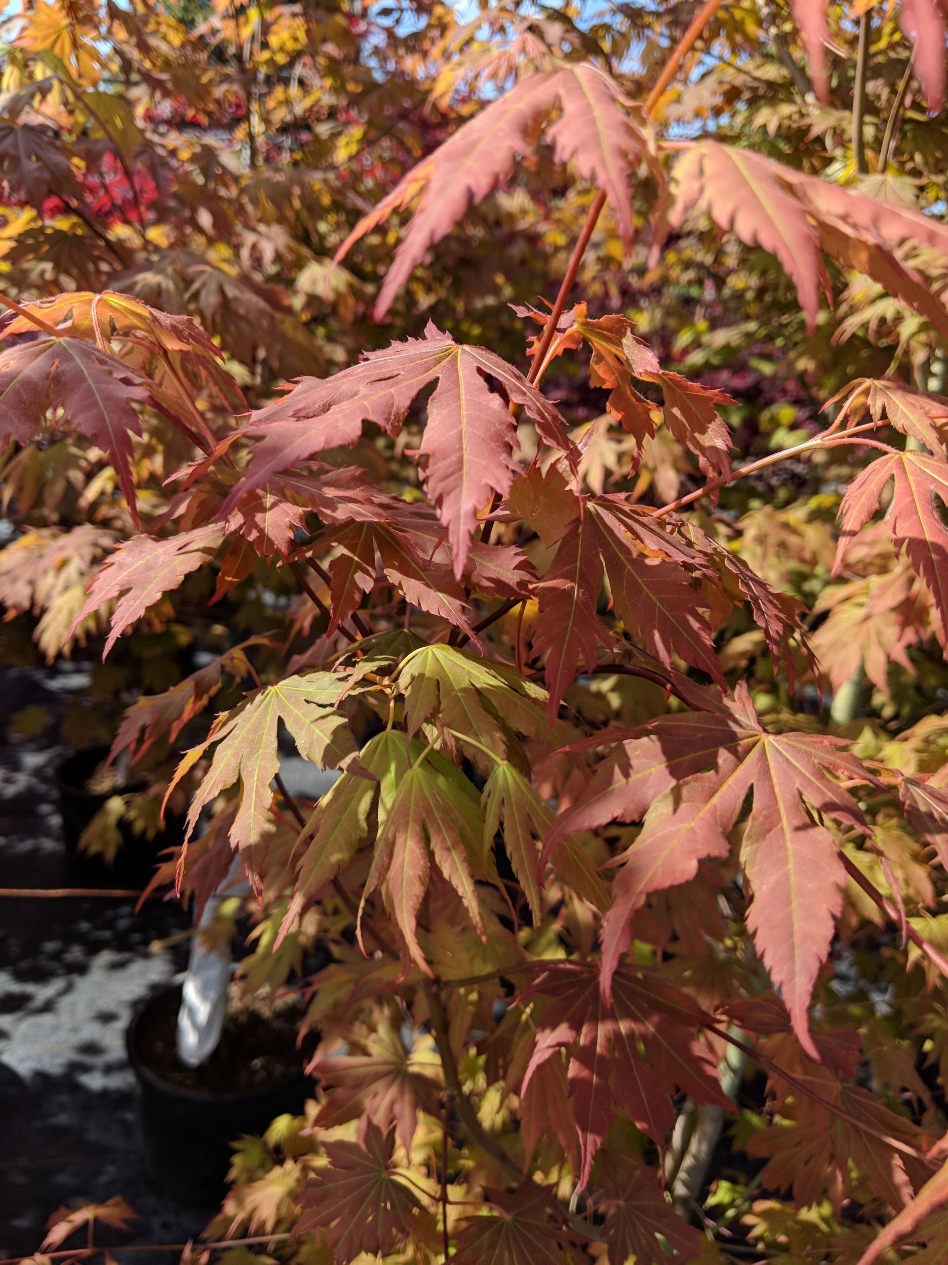 North Wind® Maple