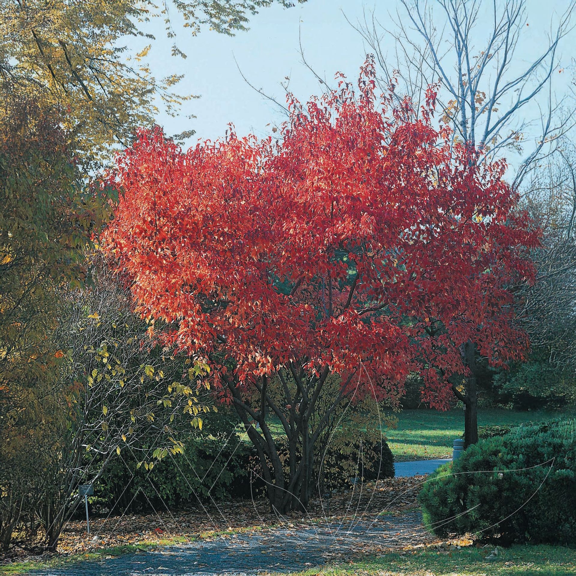 Amur Maple