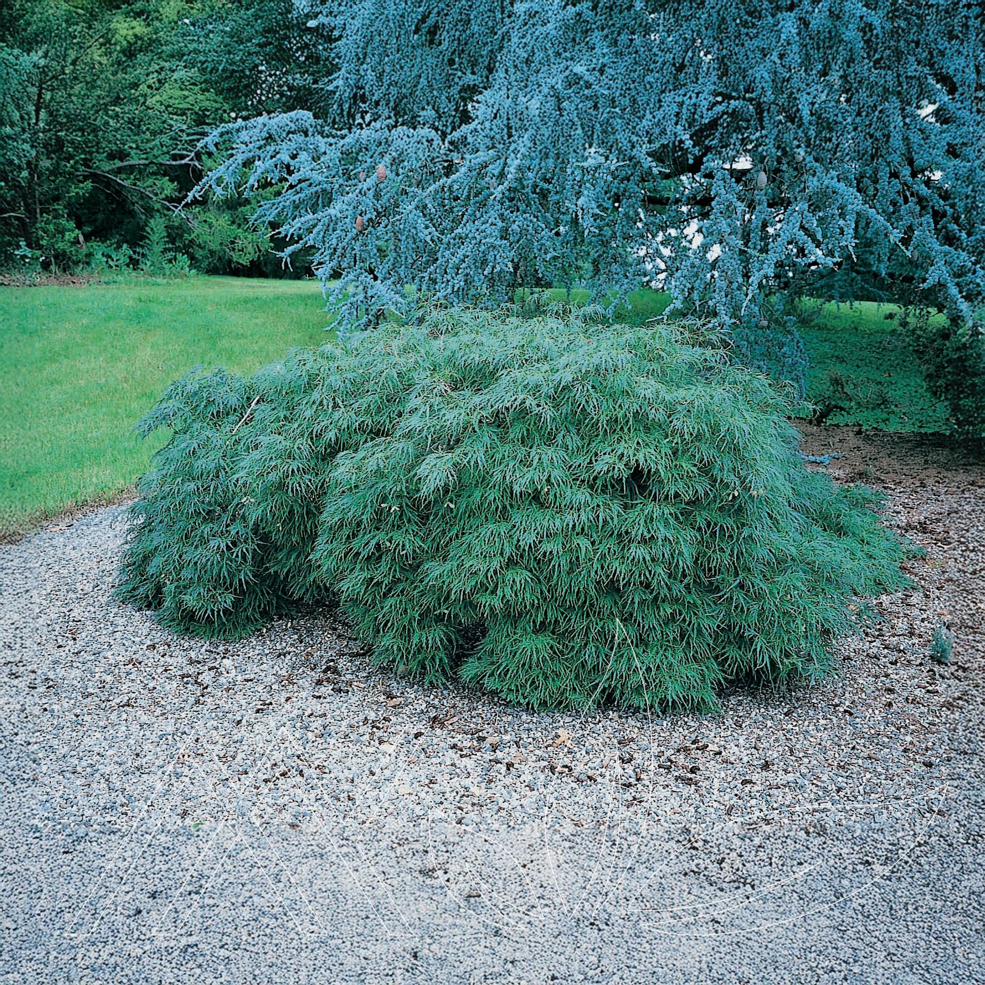 Waterfall Maple