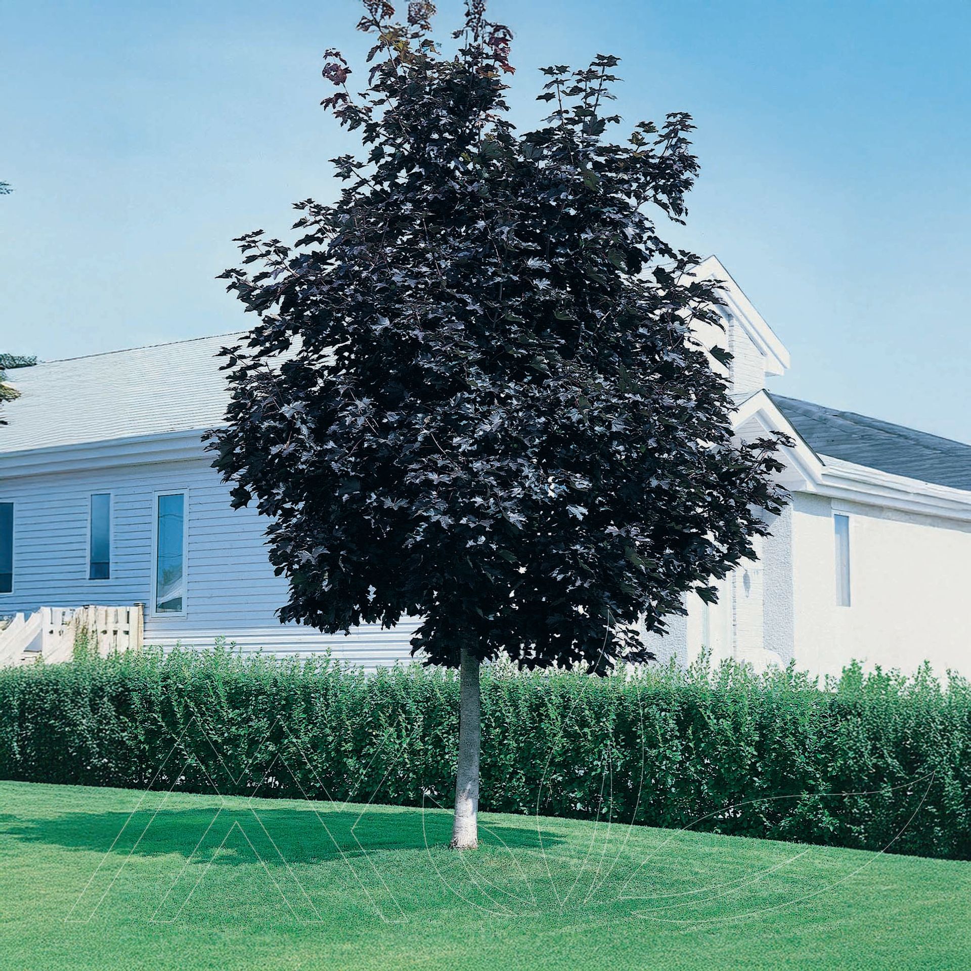 Crimson King Maple