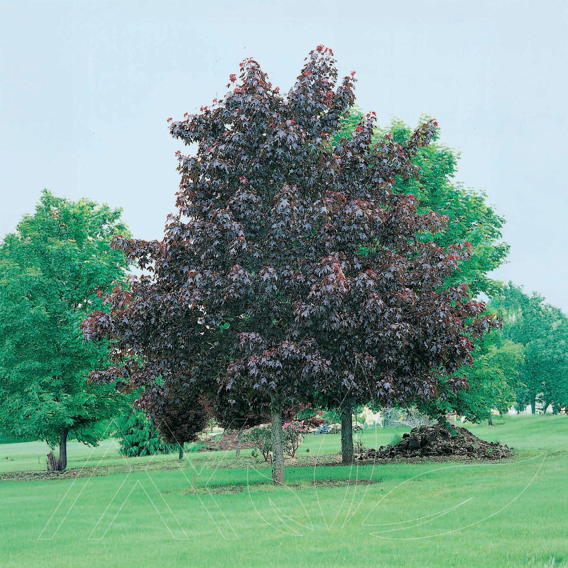 Royal Red Maple