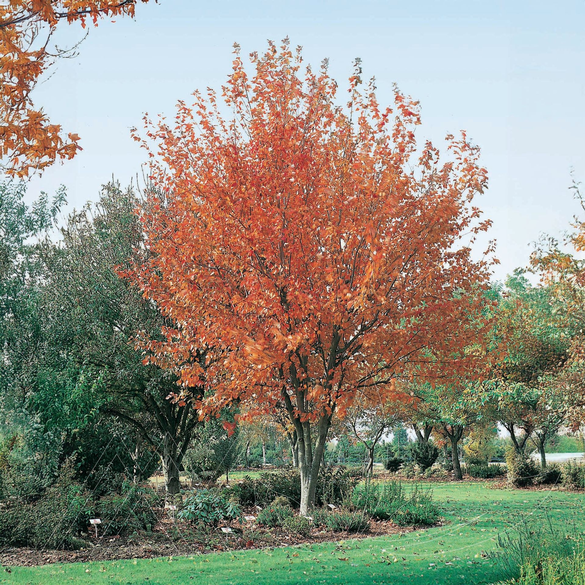 Red Sunset® Maple