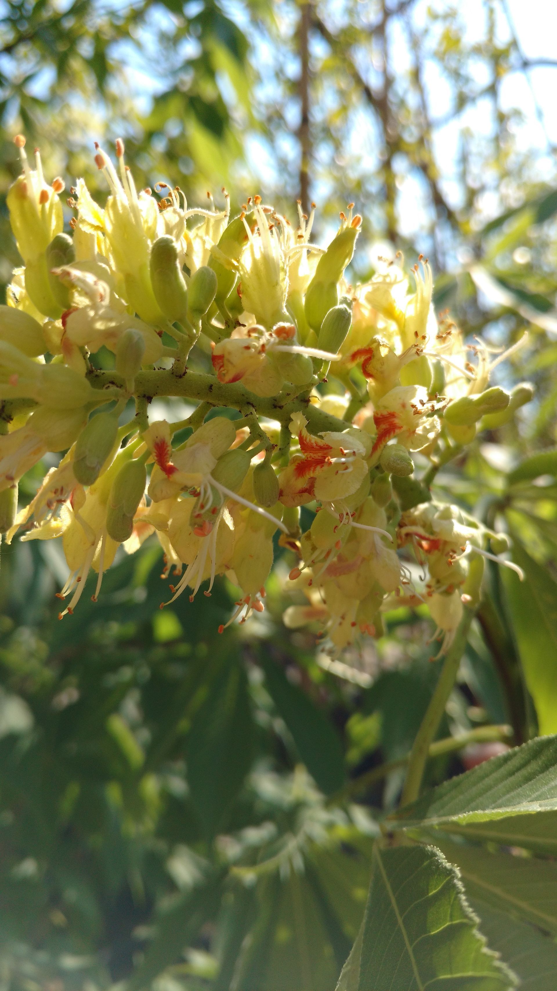Ohio Buckeye