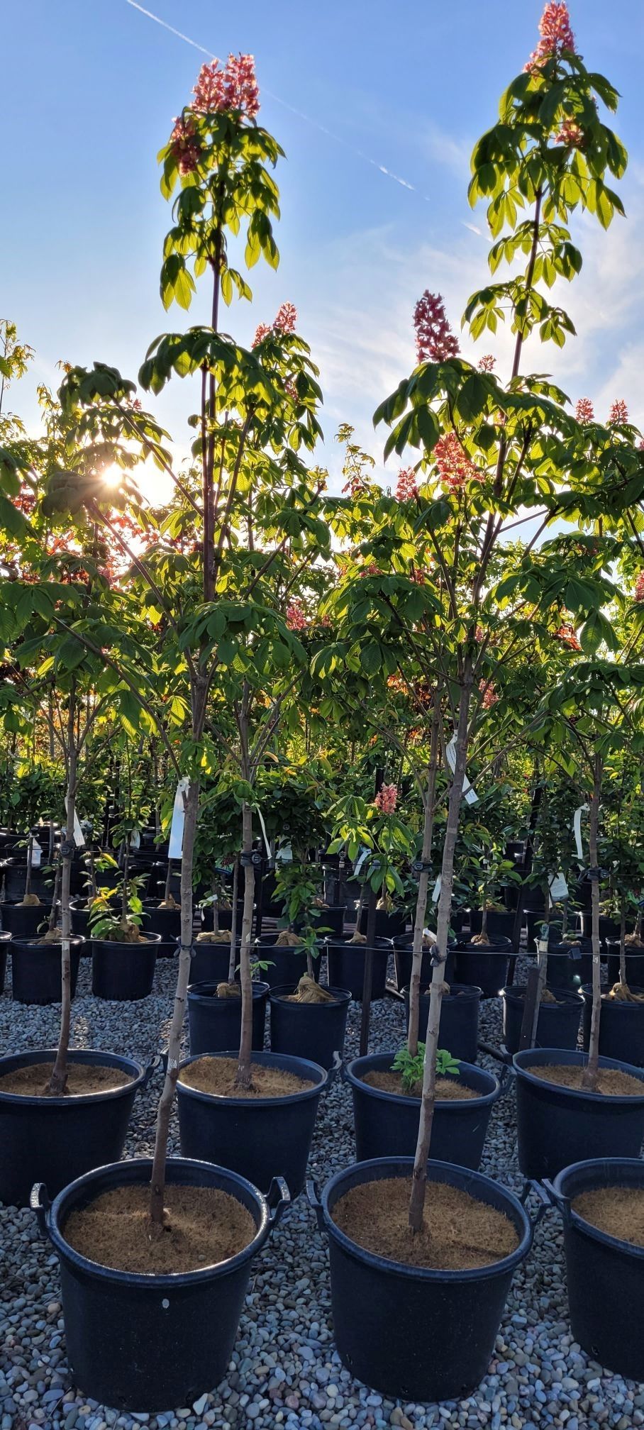 Fort McNair Horsechestnut