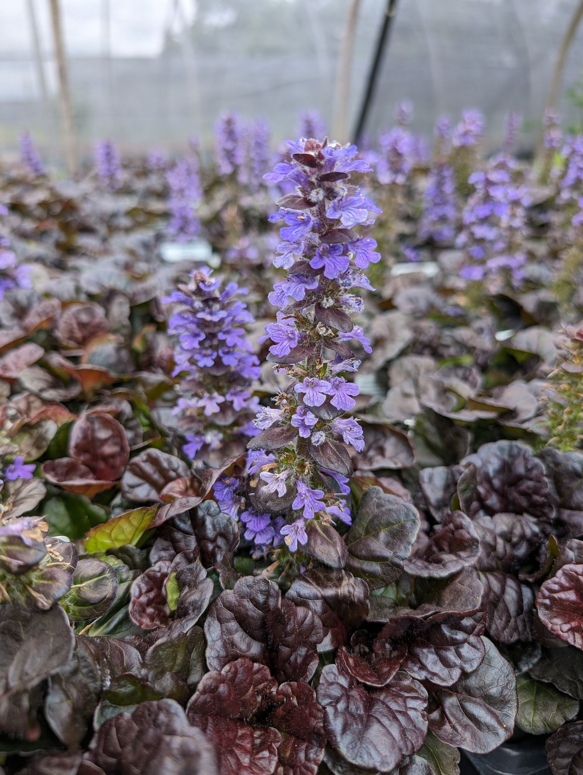 Black Scallop Bugleweed