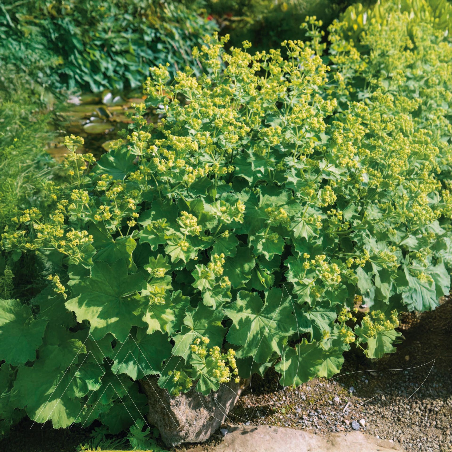 Lady's Mantle