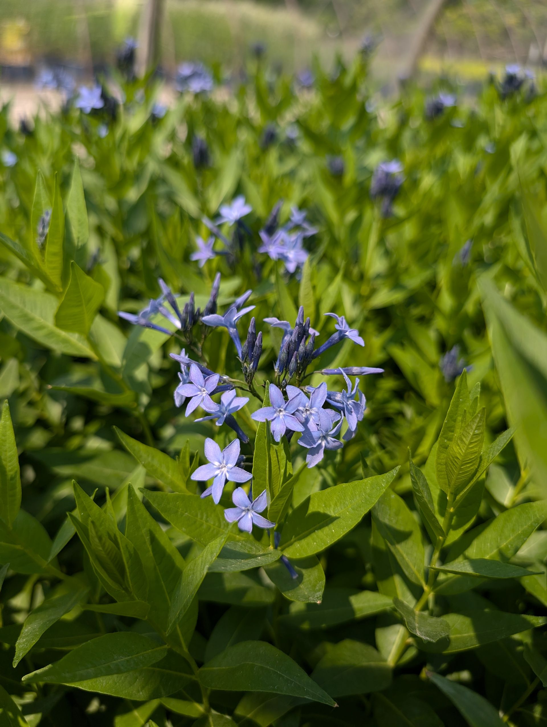 Blue Star