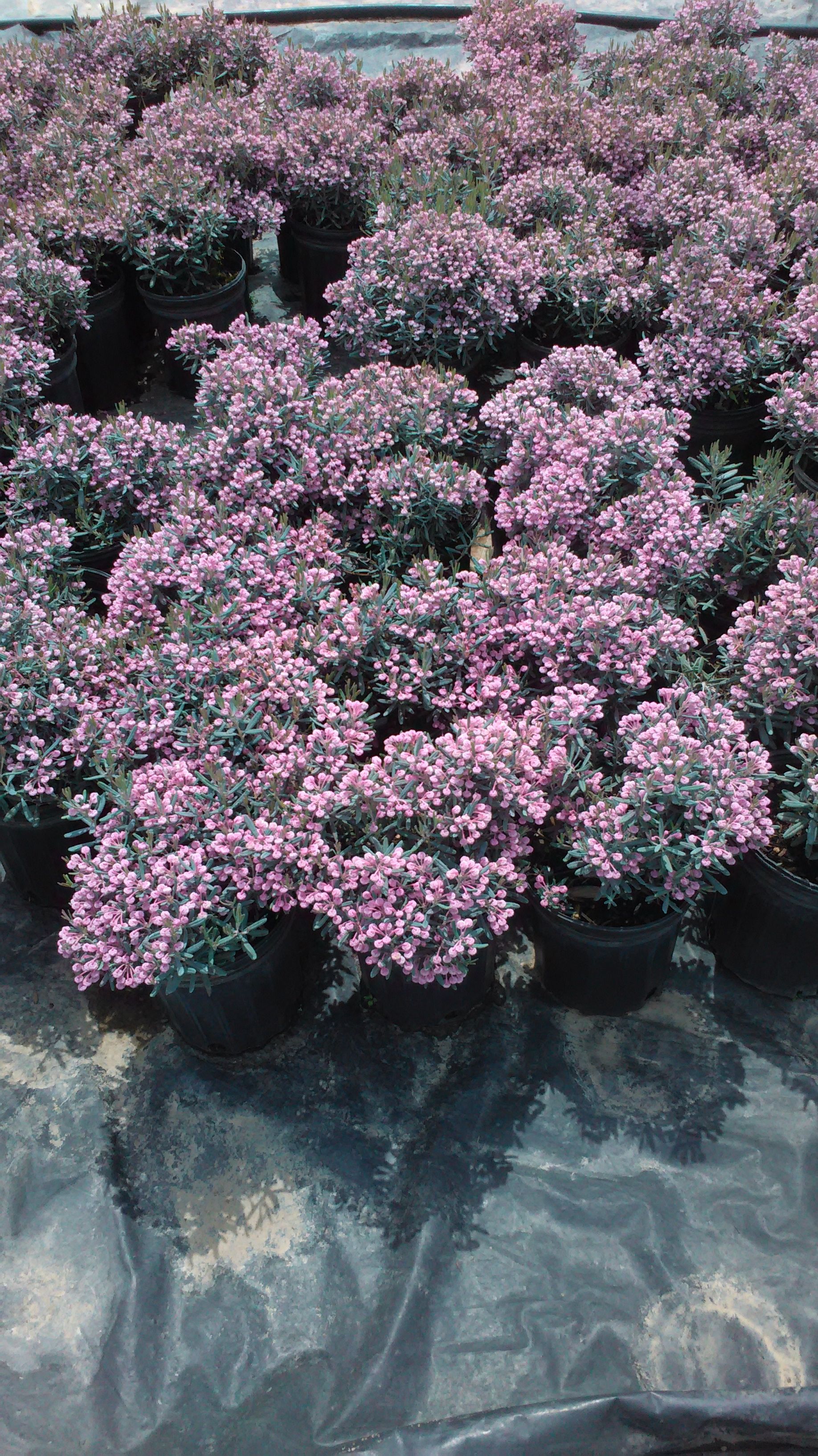 Blue Ice Bog Rosemary