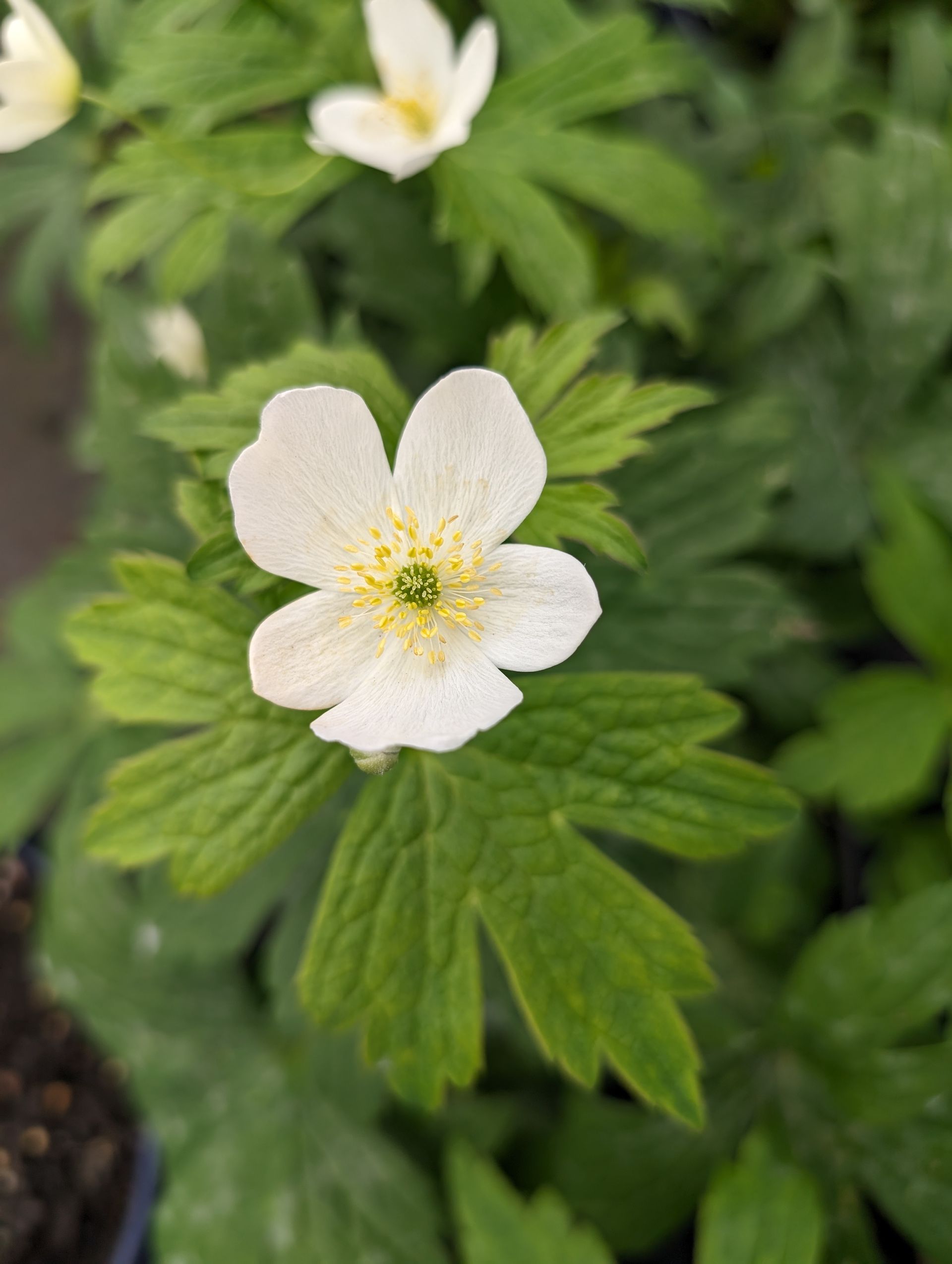 Canada Anemone