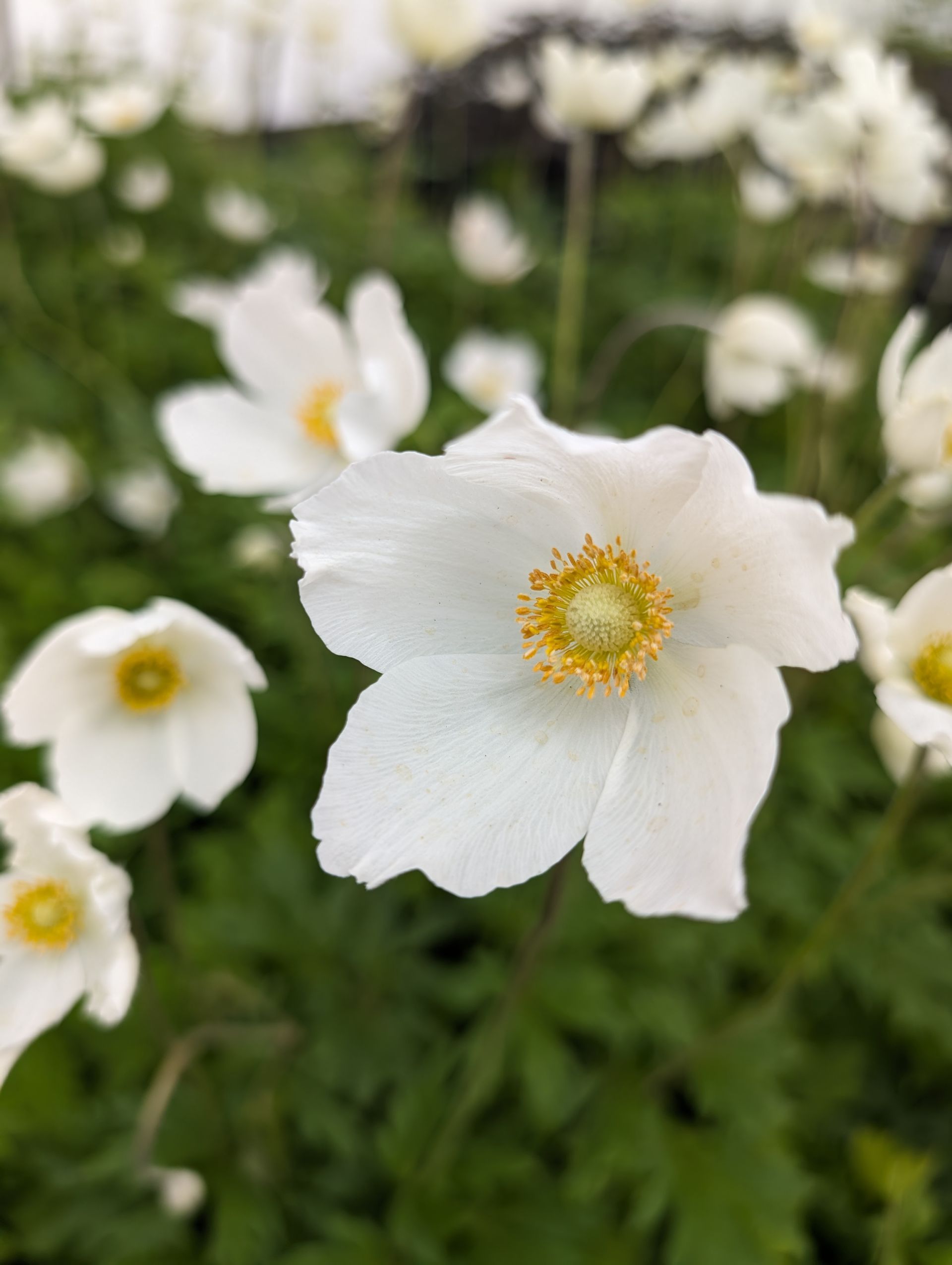 Snowdrop Windflower