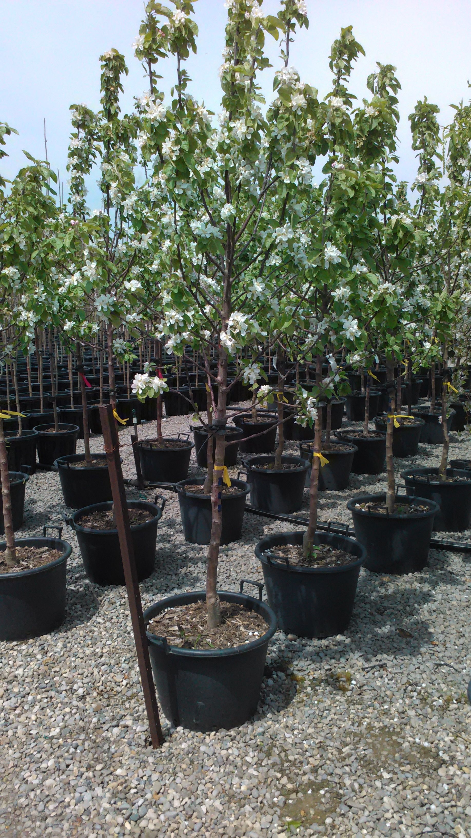 Goodland Apple