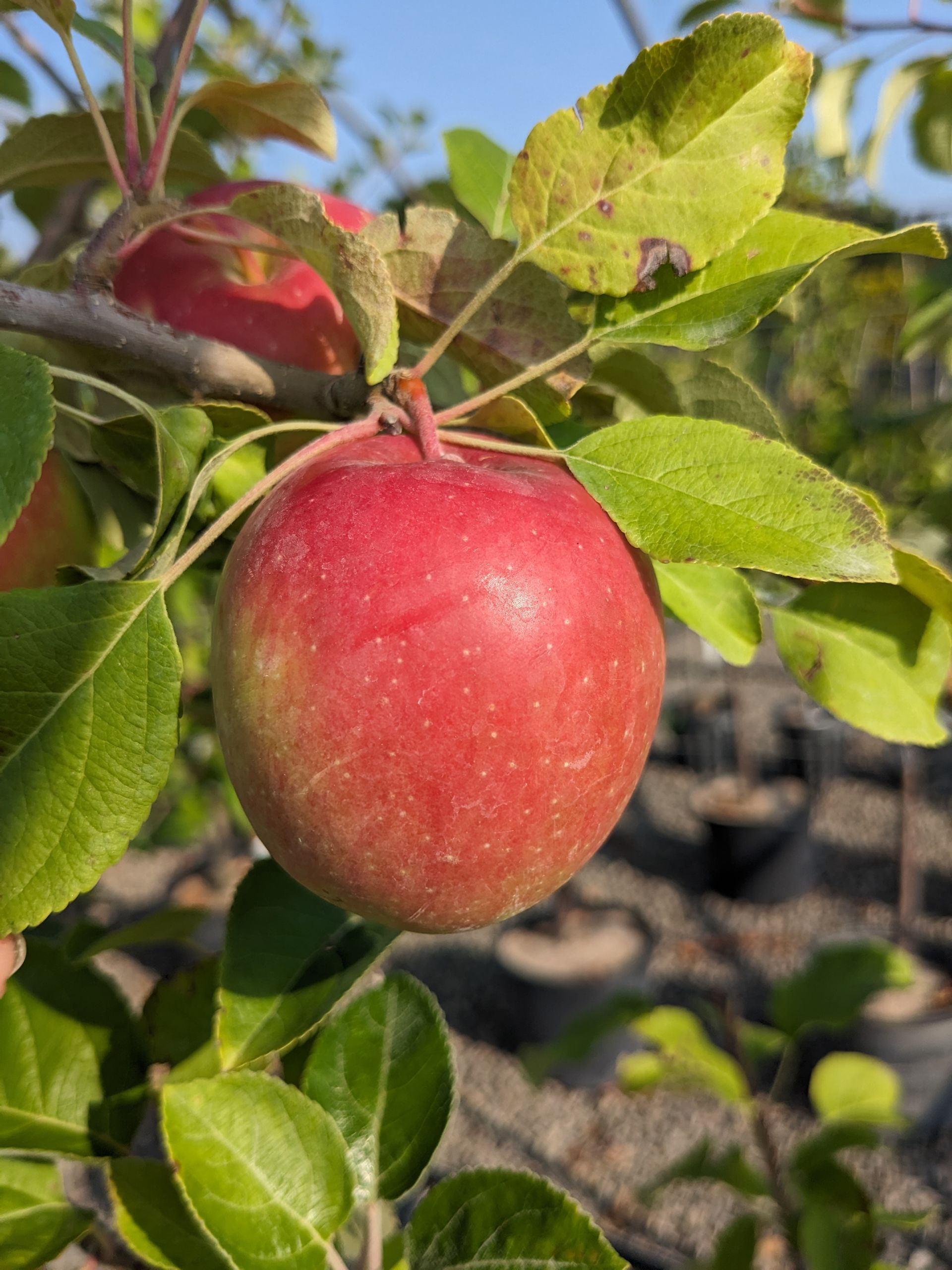 Spartan Apple