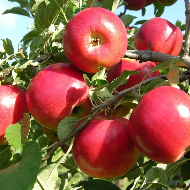 Crimson Crisp® Apple
