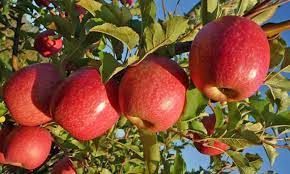 Fuji Apple