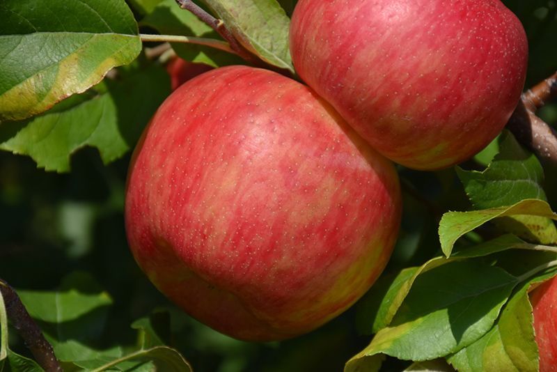 Haralson Apple