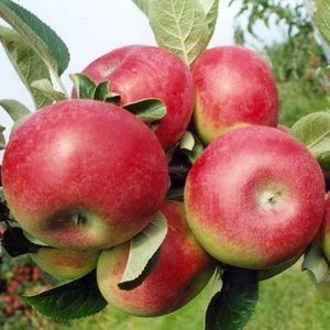 Red McIntosh Apple