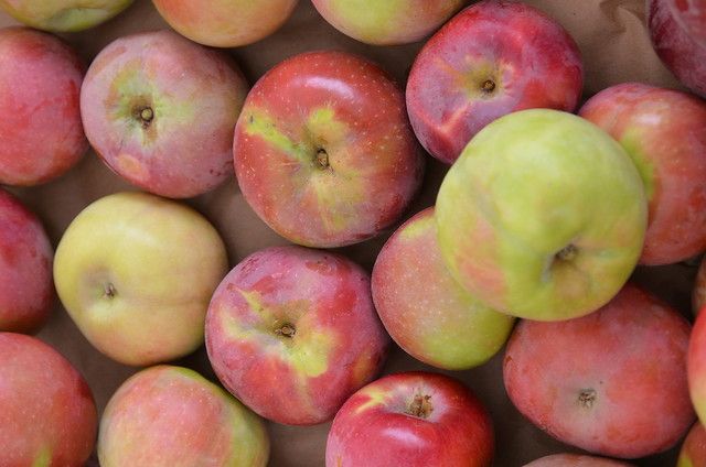 McIntosh Apple