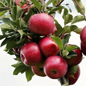 Rising Sun® Fuji Apple