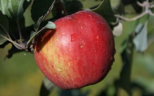 Sweet Sixteen Apple