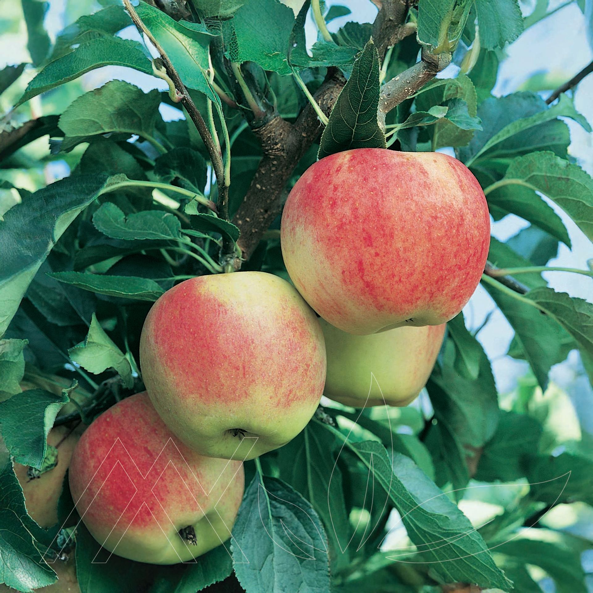 Gala Apple