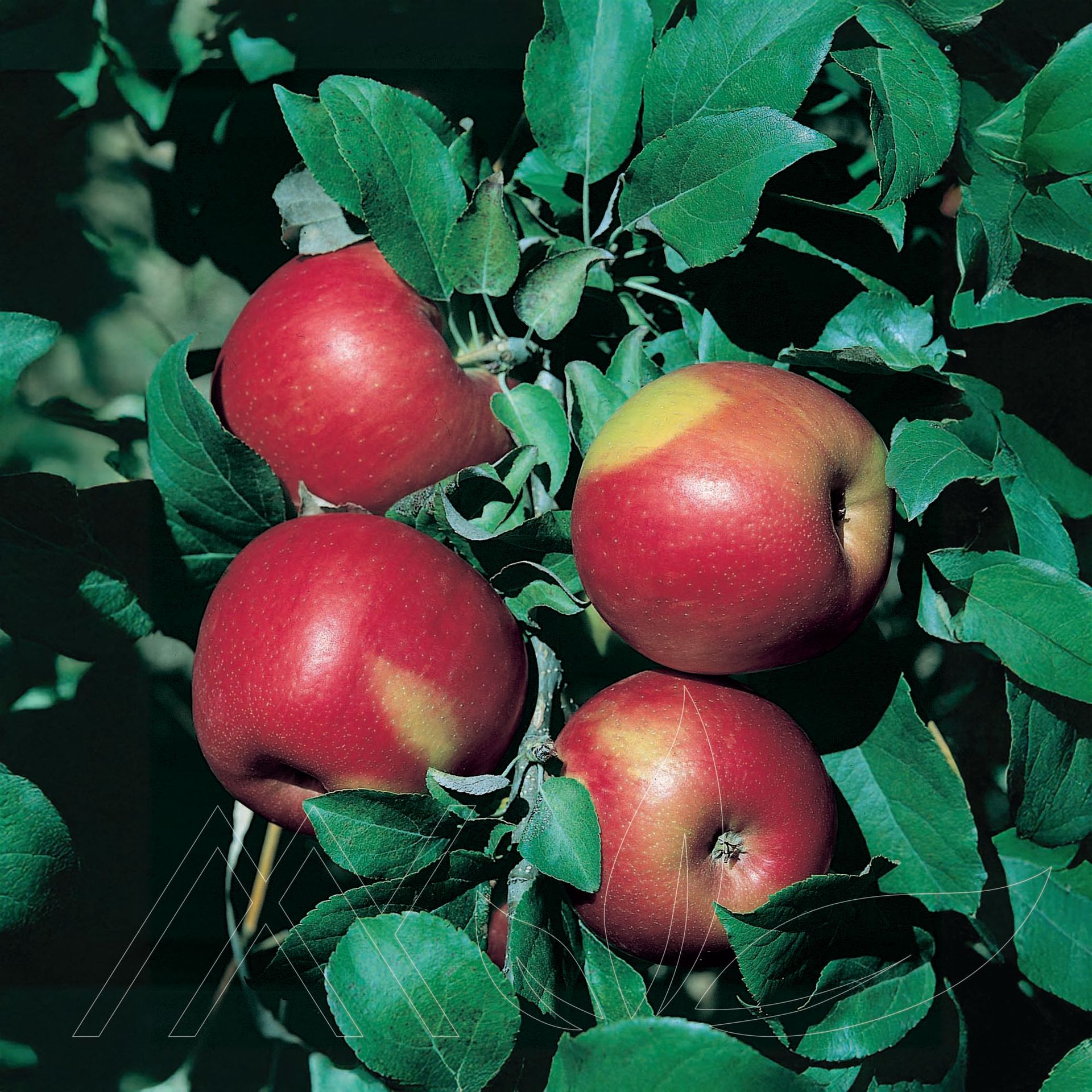 Honeycrisp Apple
