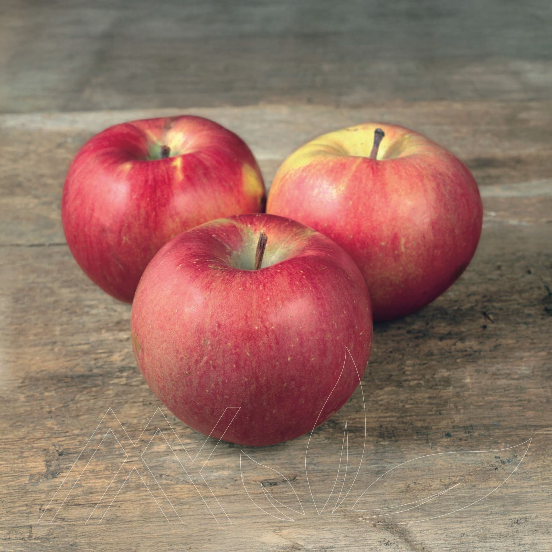 Northern Spy Apple
