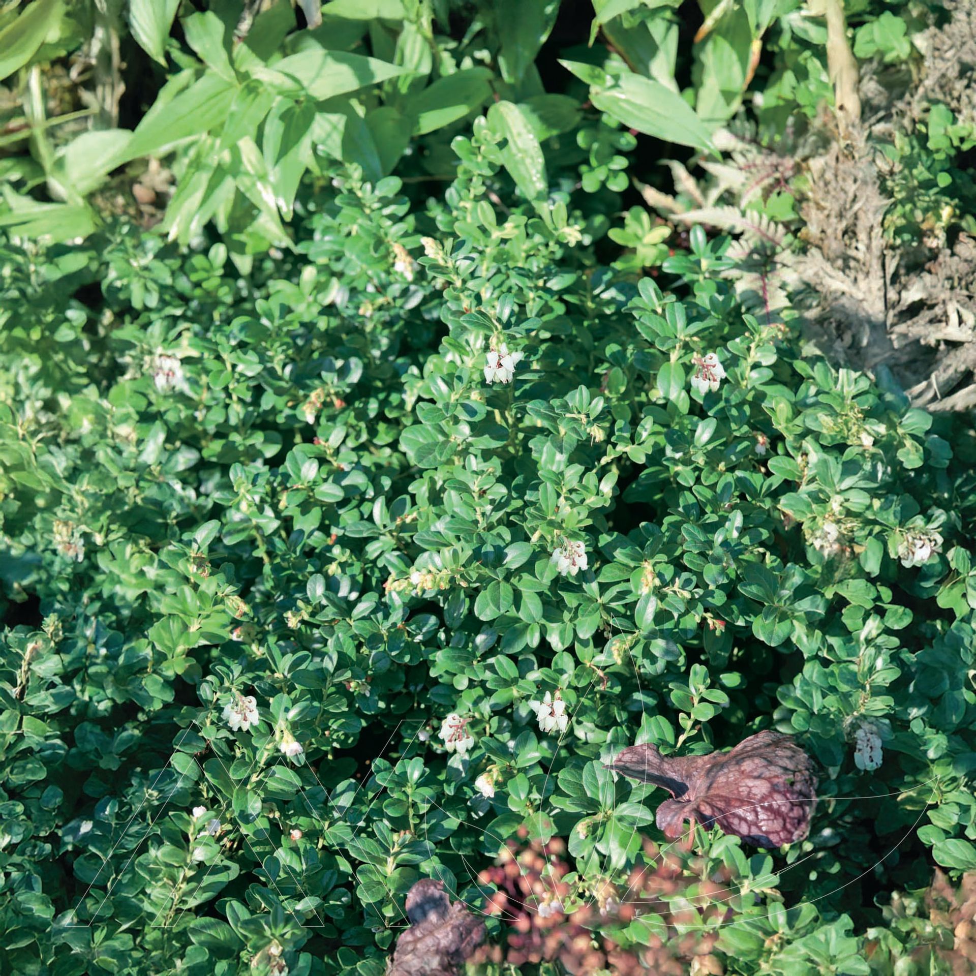 Massachusetts Bearberry