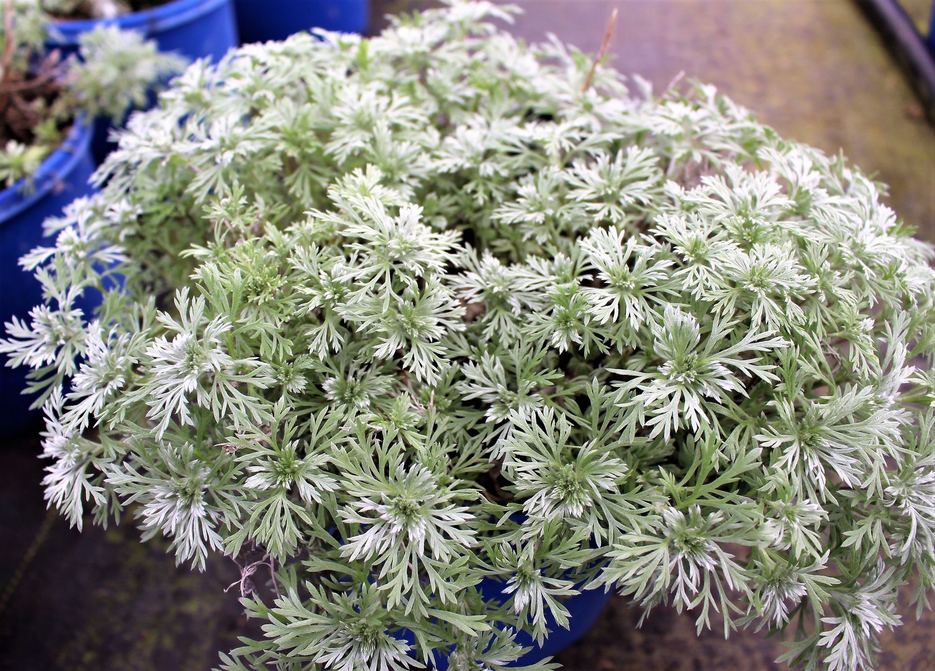 Silver Mound Wormwood