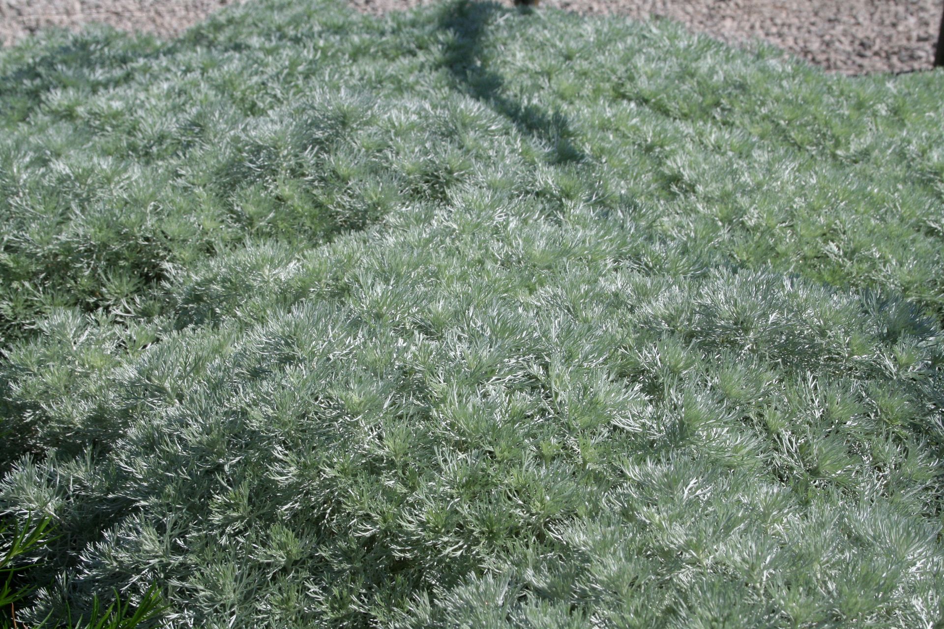 Silver King Wormwood