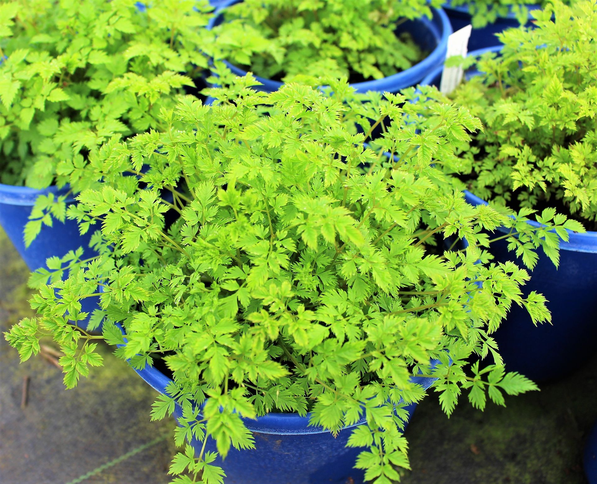 Dwarf Korean Goats Beard