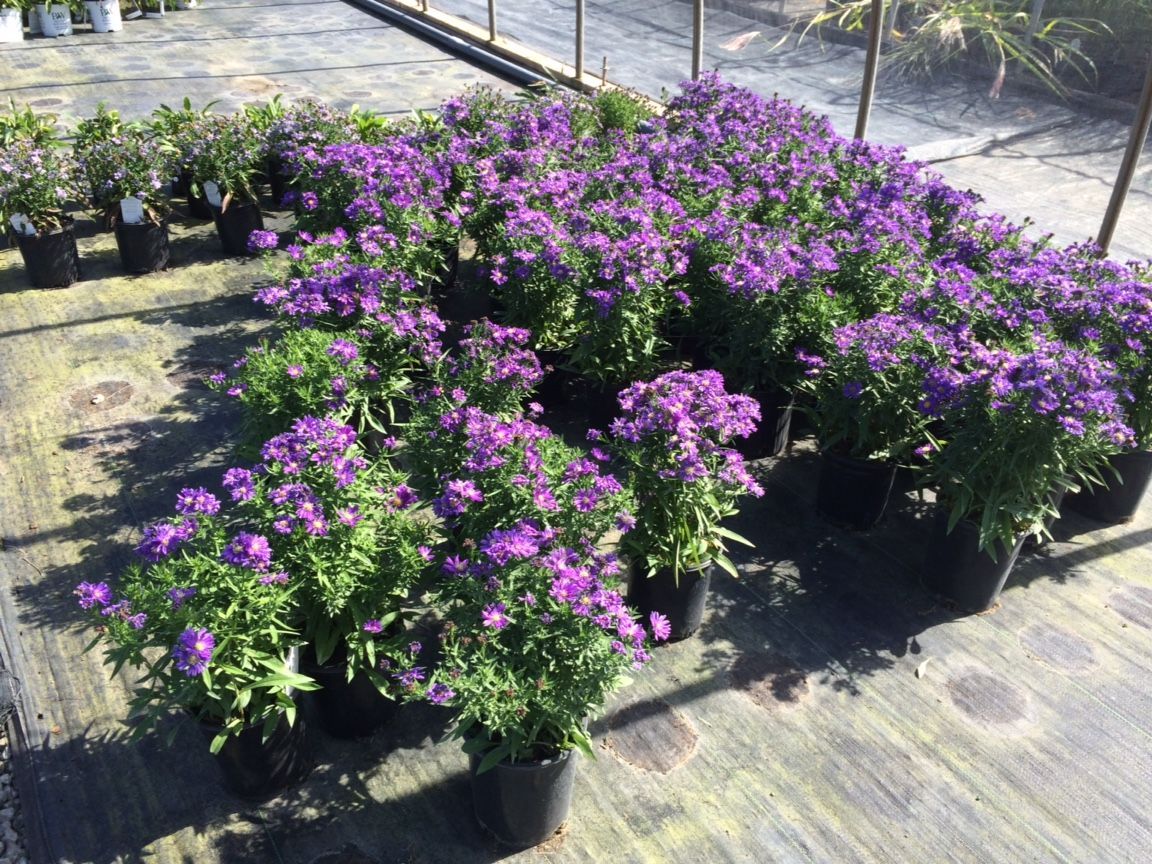 Purple Dome New England Aster