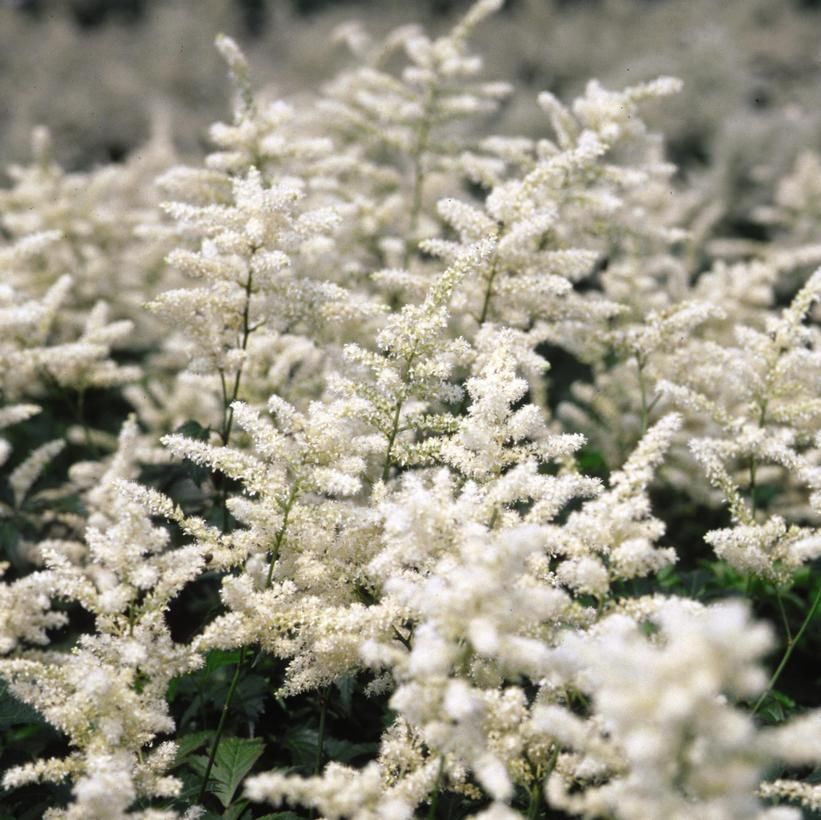 Snowdrift False Spirea