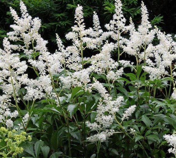 Vision in White False Spirea