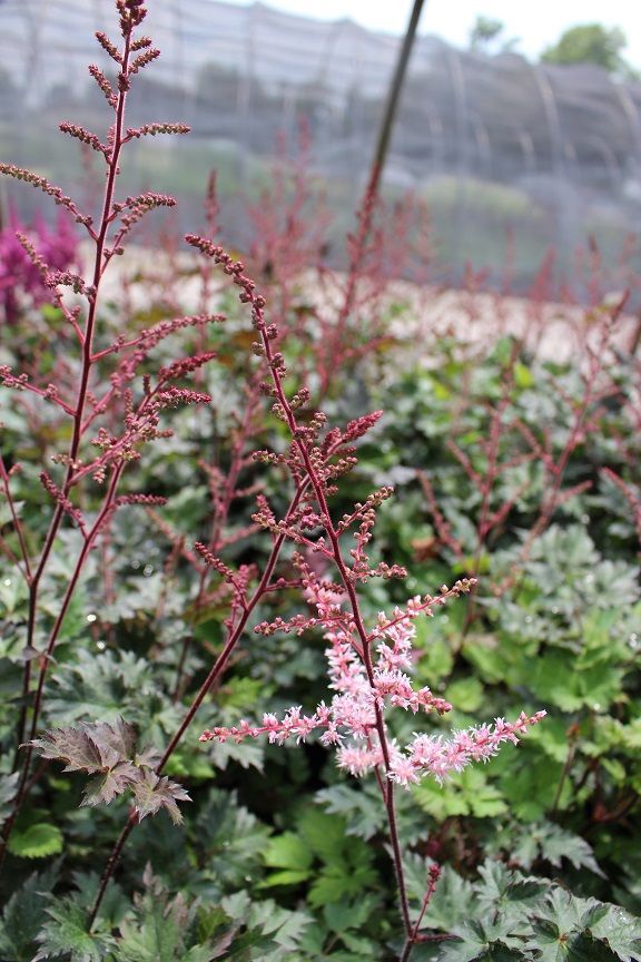 Delft Lace False Spirea