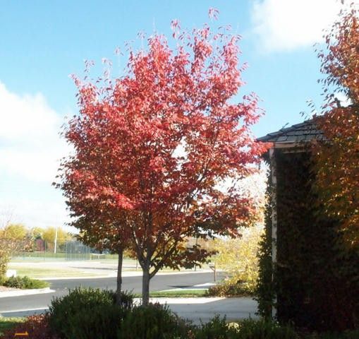 Autumn Brilliance Serviceberry
