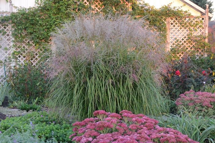 Autumn Light Maiden Grass