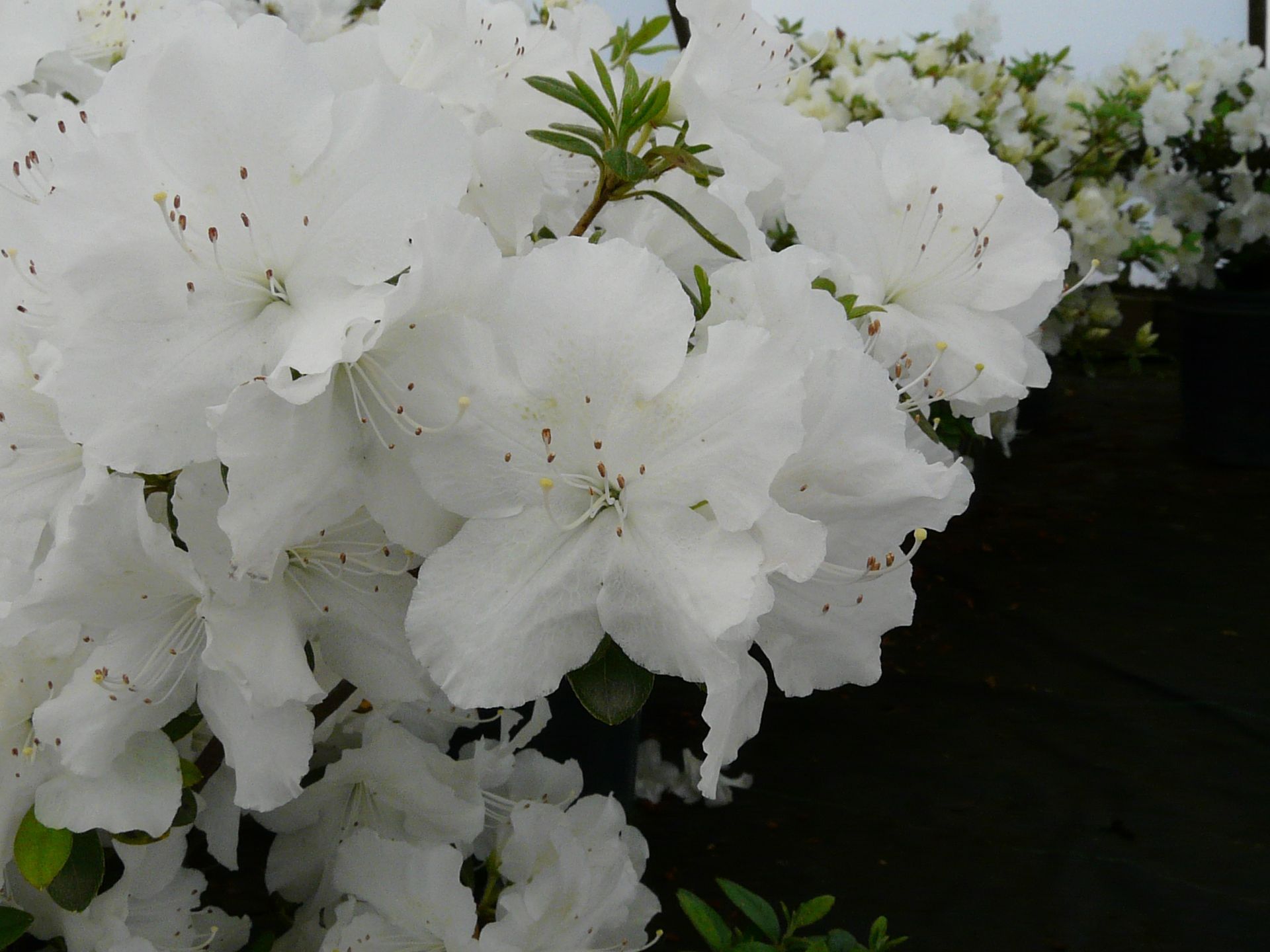 Pleasant White Azalea