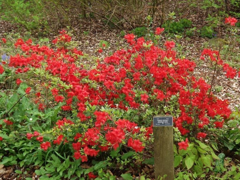 Stewartstonian Azalea