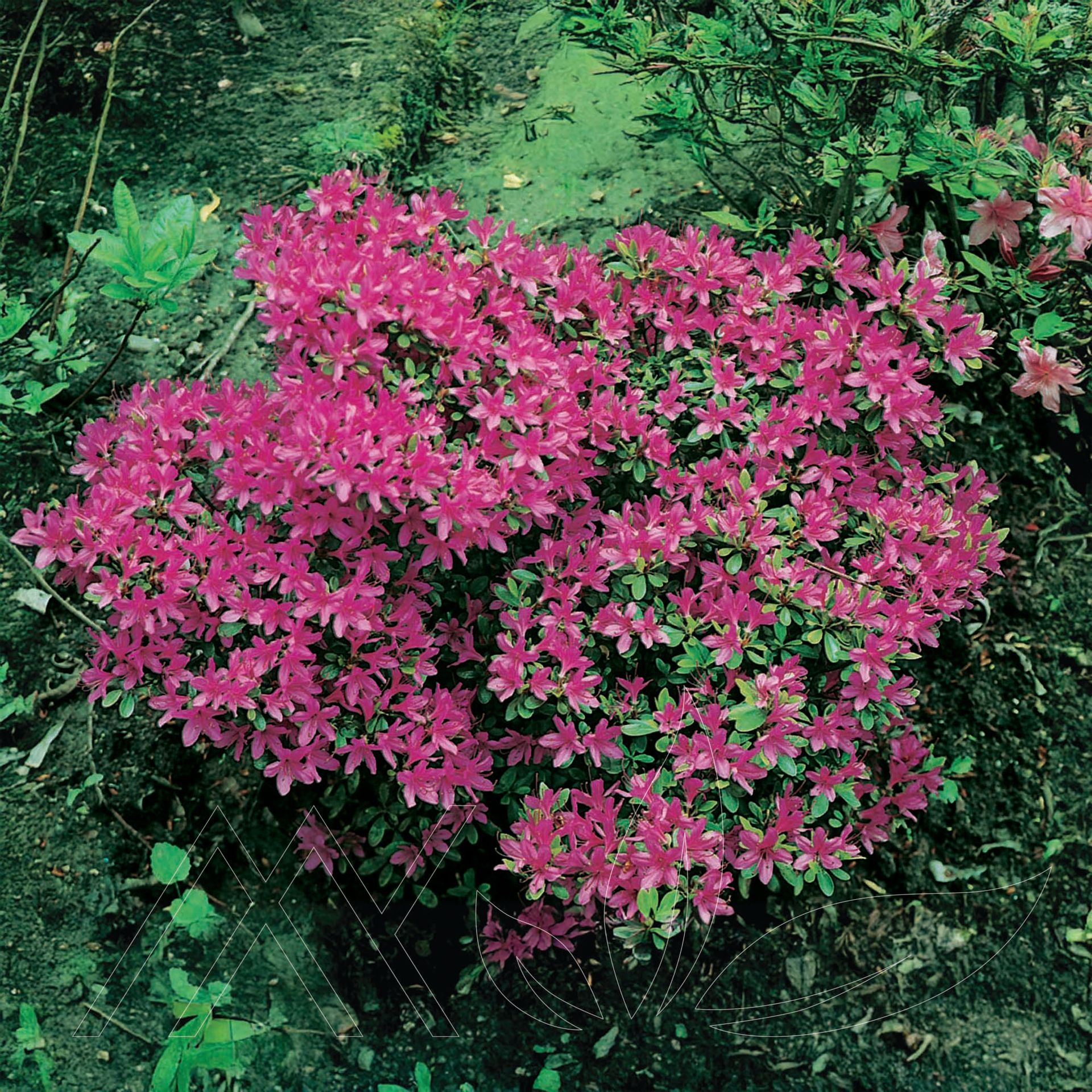 Fuchsia Azalea