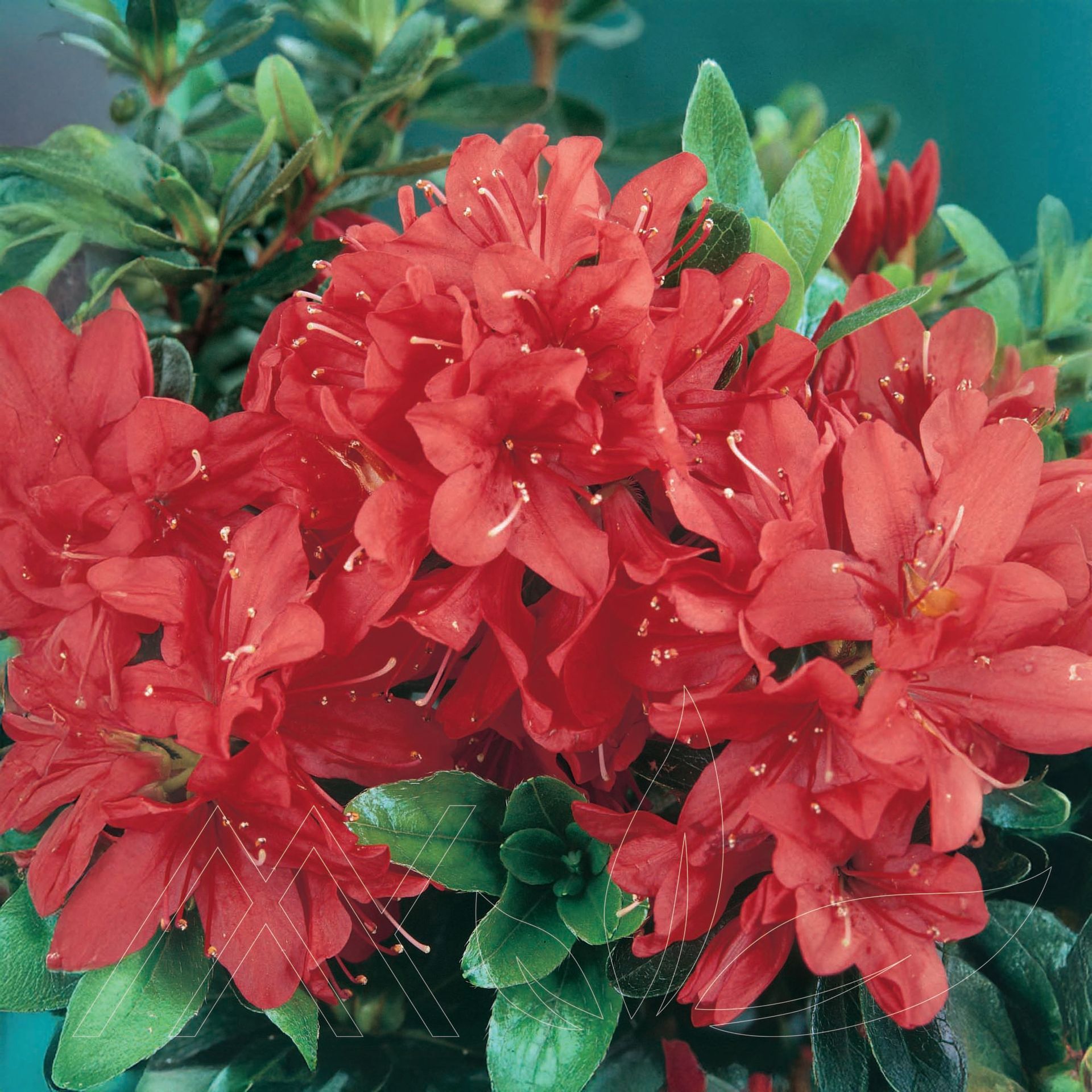 Hot Shot Azalea