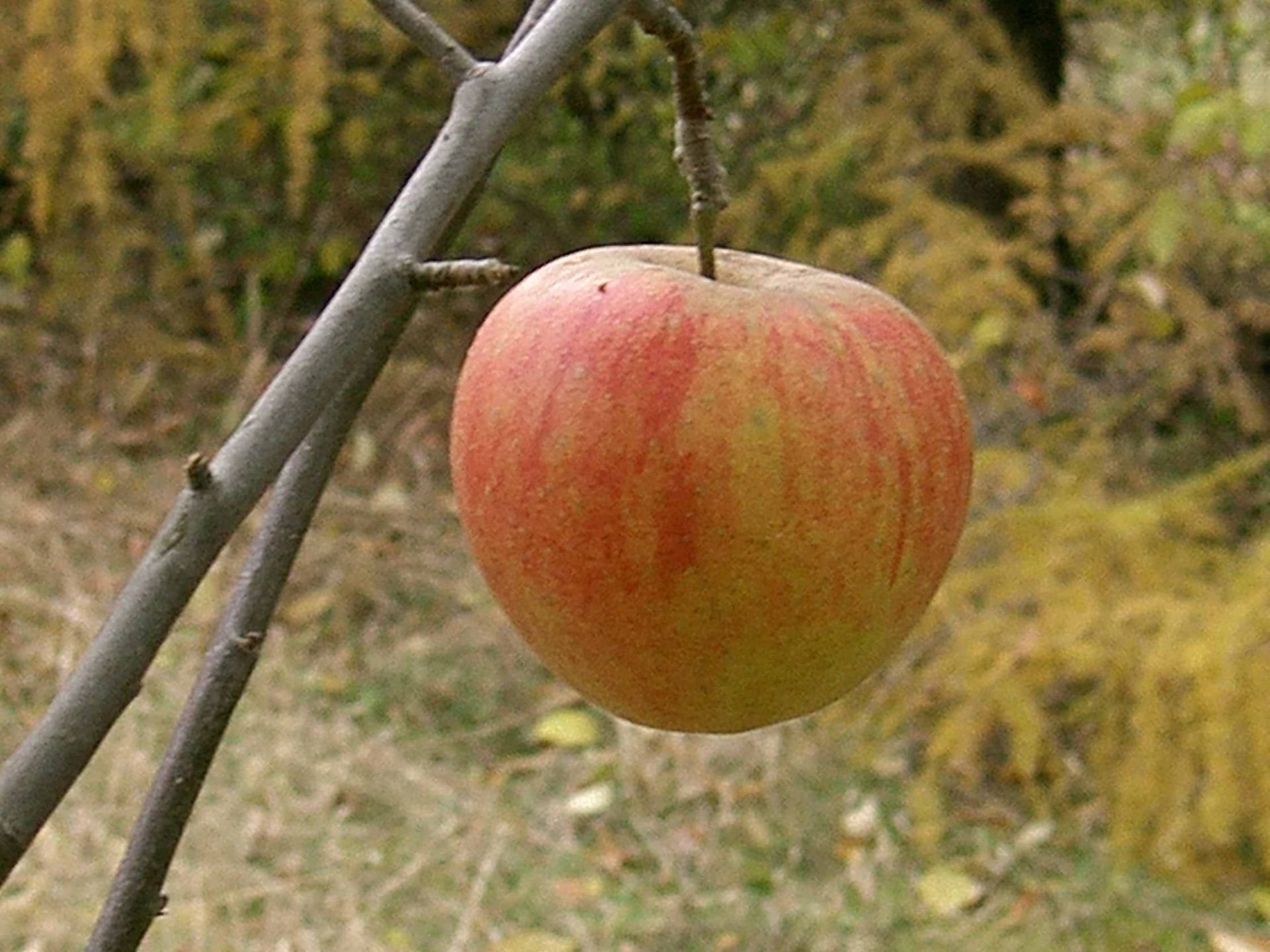 Battleford Apple