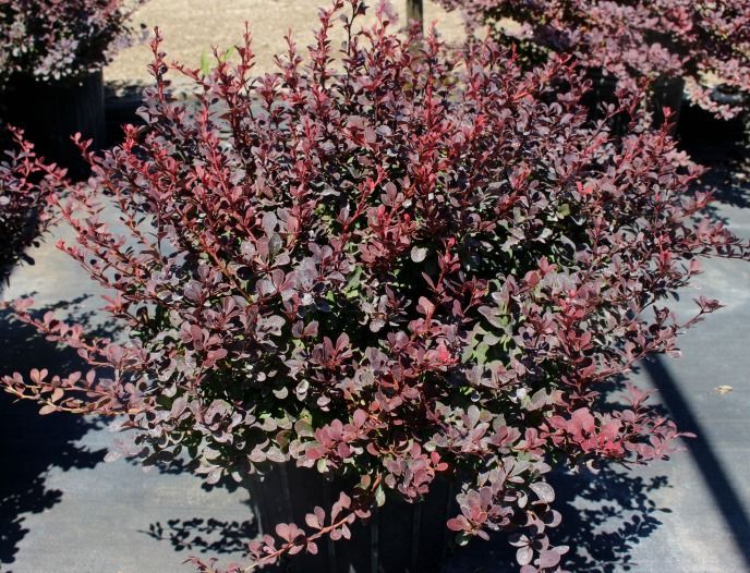 Royal Burgundy® Barberry