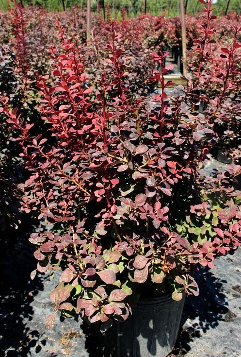 Ruby Carousel® Barberry