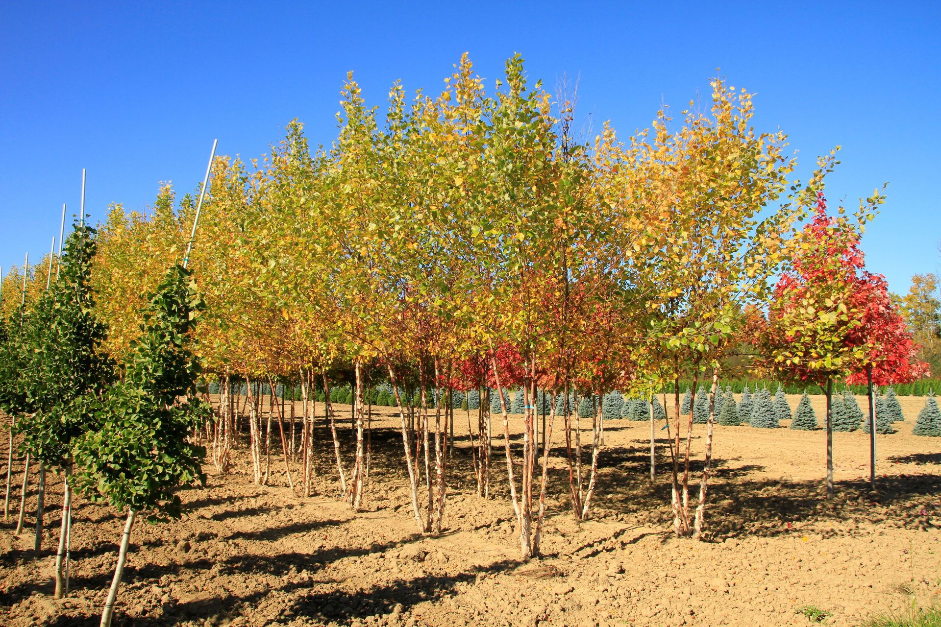 Heritage® Birch