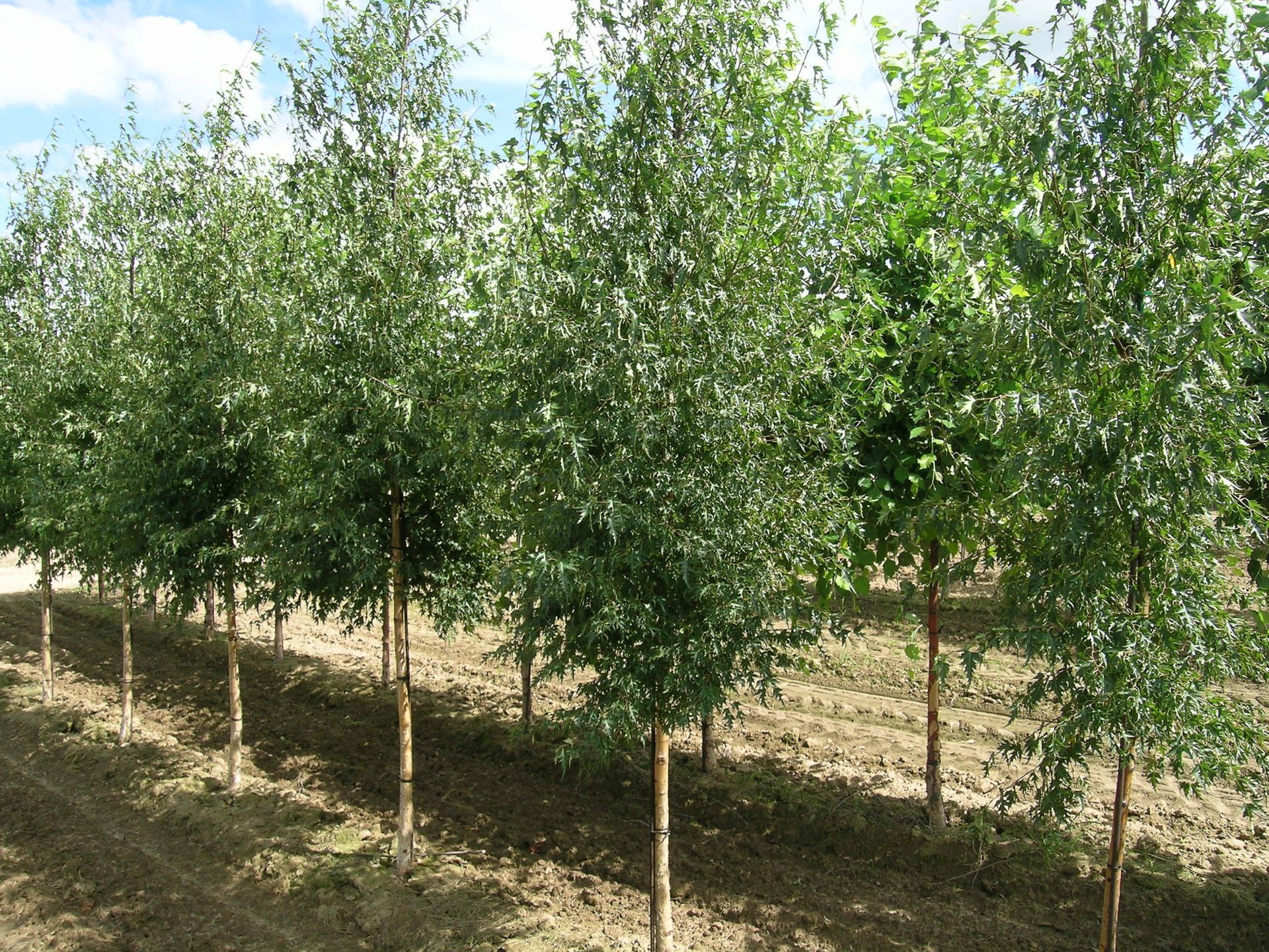 River Birch