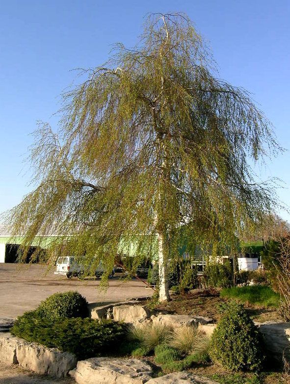 Young's Weeping Birch