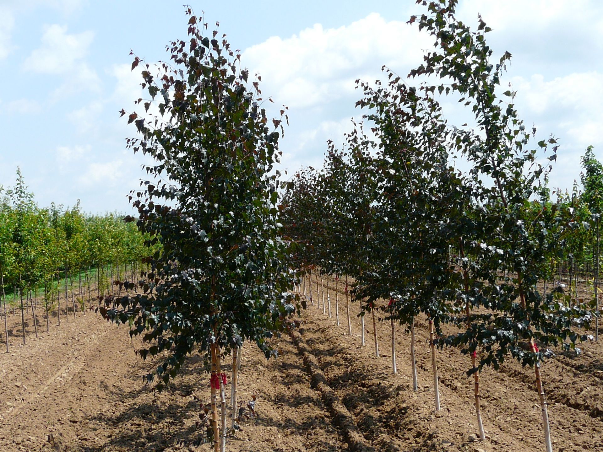 Royal Frost® Birch